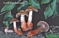 Cortinarius bulliardii-amf614